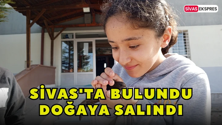 Sivas'ta Bulundu, Doğaya Salındı