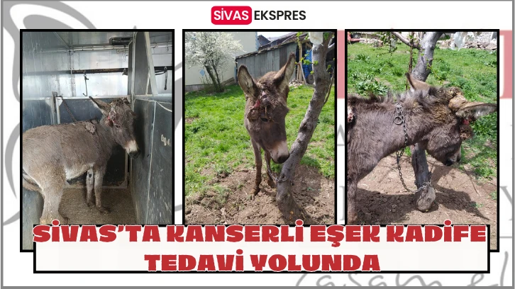 Sivas’ta Kanserli Eşek Kadife Tedavi Yolunda
