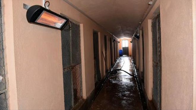 SOKAK HAYVANLARININ ÜŞÜMEMESİ İÇİN ISITICILI ÖNLEM