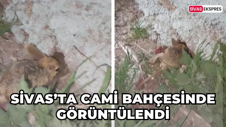 Sivas’ta Cami Bahçesinde Görüntülendi