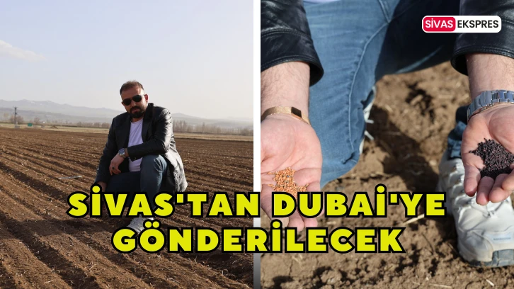 Sivas'tan Dubai'ye Gönderilecek