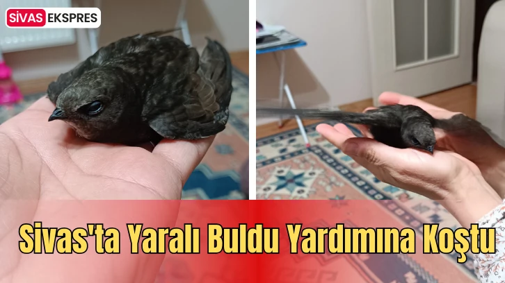Sivas'ta Yaralı Buldu Yardımına Koştu