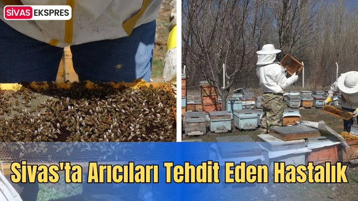Sivas'ta Arıcıları Tehdit Eden Hastalık
