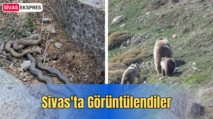 Sivas'ta Görüntülendiler