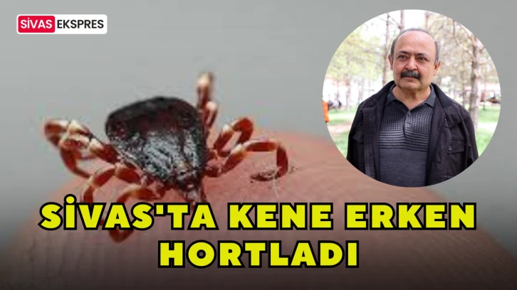 Sivas'ta Kene Erken Hortladı