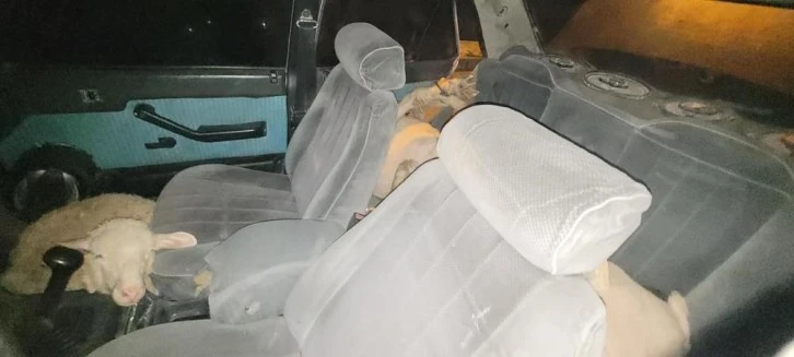 Polisten Kaçan Otomobilde 7 Çalıntı Koyun Çıktı