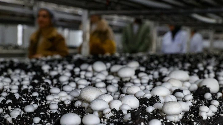 Tarımsal Üretimde Kredilere İlişkin Esaslar Belirlendi