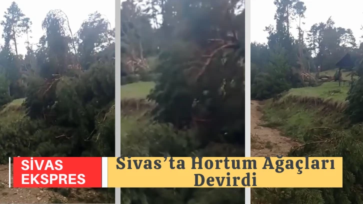 Sivas’ta Hortum Ağaçları Devirdi