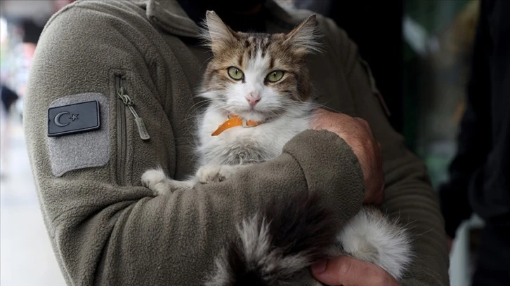 "Yedi Bela Hüsnü" Lakaplı Kedi Mahallenin İlgi Odağı 