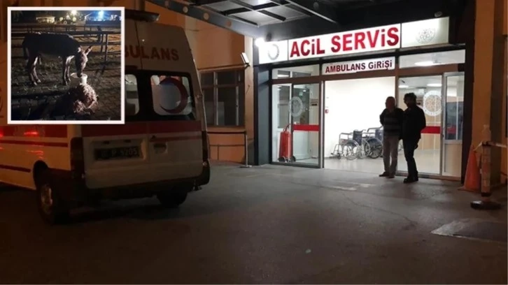 Başıboş Eşeğin Isırdığı Kadın Yaralandı