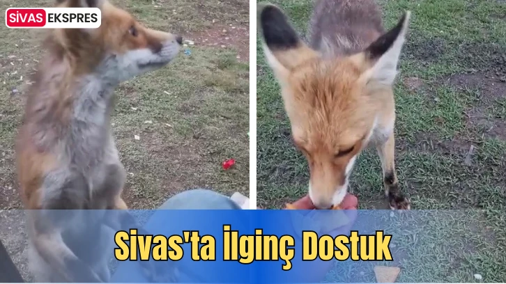 Sivas'ta İlginç Dostuk