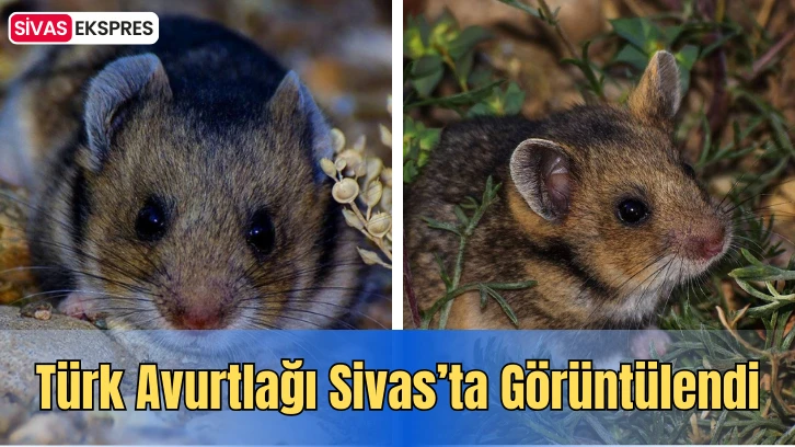 Türk Avurtlağı Sivas’ta Görüntülendi