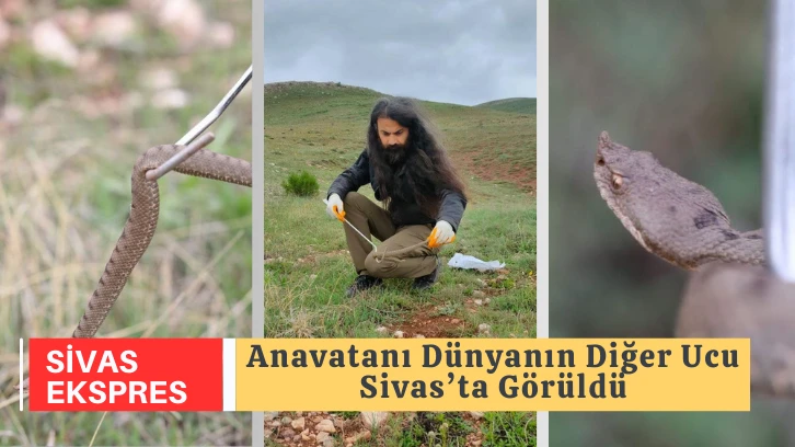 Anavatanı Dünyanın Diğer Ucu, Sivas’ta Görüldü