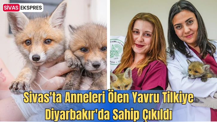 Sivas'ta Anneleri Ölen Yavru Tilkiye Diyarbakır'da Sahip Çıkıldı
