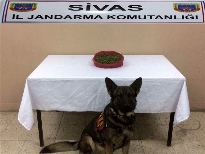 OTOMOBİLİN FARINDA BONZAİ ELE GEÇİRİLDİ