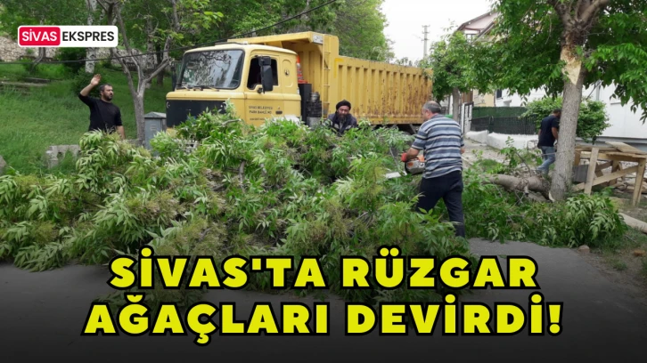Sivas'ta Rüzgar Ağaçları Devirdi!