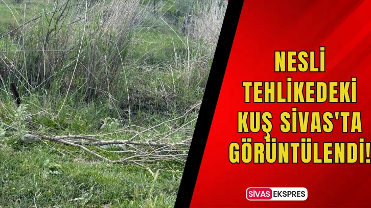 Nesli Tehlikedeki Kuş Sivas'ta Görüntülendi!
