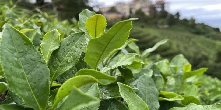 Yaş Çay Alım Fiyatı Belirlendi