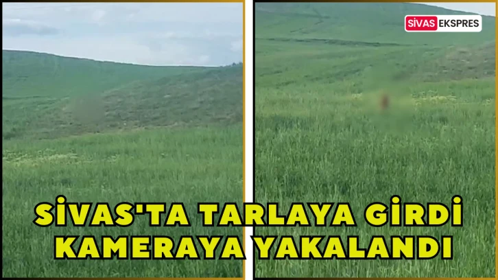 Sivas'ta Tarlaya Girdi, Kameraya Yakalandı