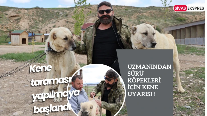 Uzmanından Sürü Köpekleri İçin Kene Uyarısı ! 