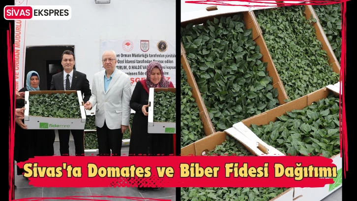 Sivas'ta Domates ve Biber Fidesi Dağıtımı