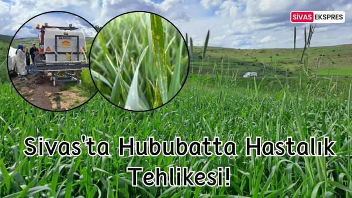 Sivas'ta Hububatta Hastalık Tehlikesi!