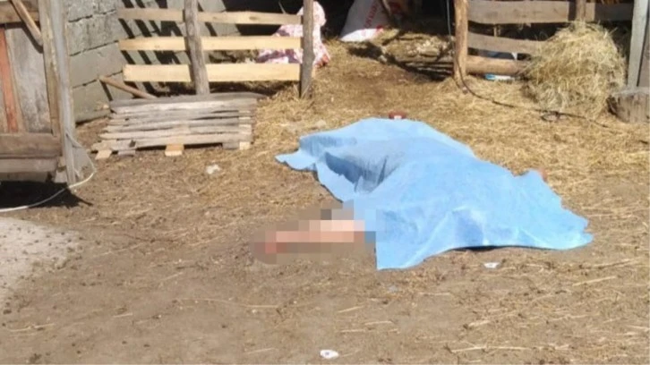 Koyun Kırkarken Canından Oldu