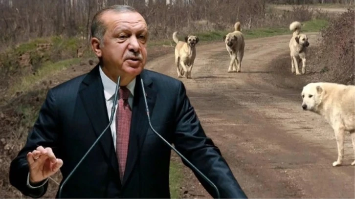 Sokak Köpekleri İle İlgili Bomba İddia