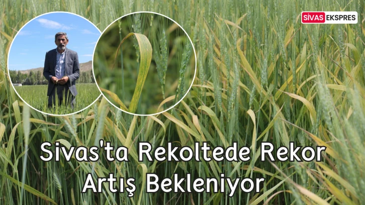 Sivas'ta Rekoltede Rekor Artış Bekleniyor   