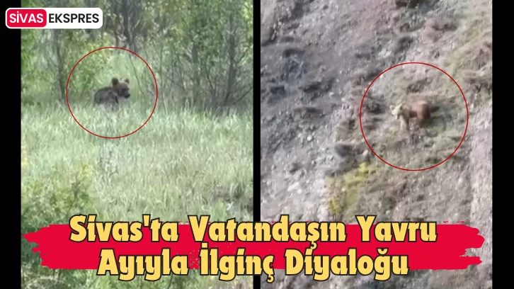 Sivas'ta Vatandaşın Yavru Ayıyla İlginç Diyaloğu