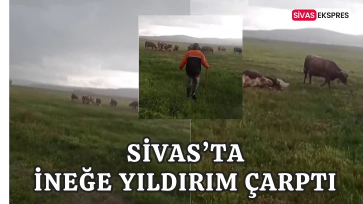Sivas'ta İneğe Yıldırım Çarptı