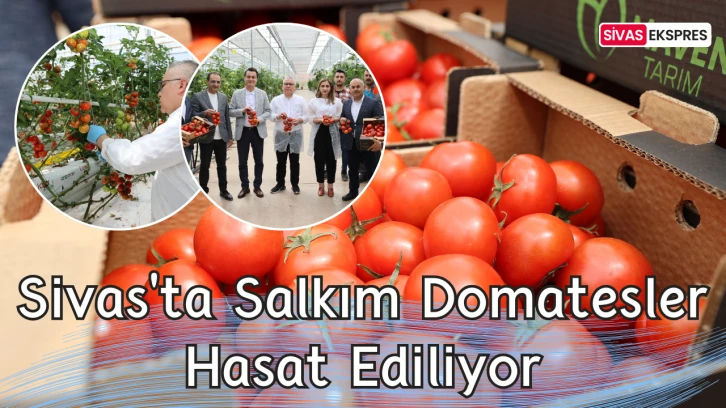 Sivas'ta Salkım Domatesler Hasat Ediliyor