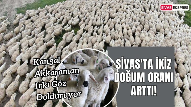 Sivas'ta İkiz Doğum Oranı Arttı!