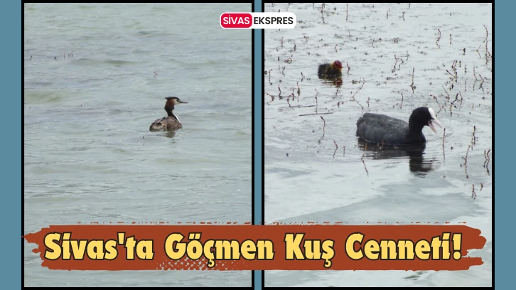Sivas'ta Göçmen Kuş Cenneti!