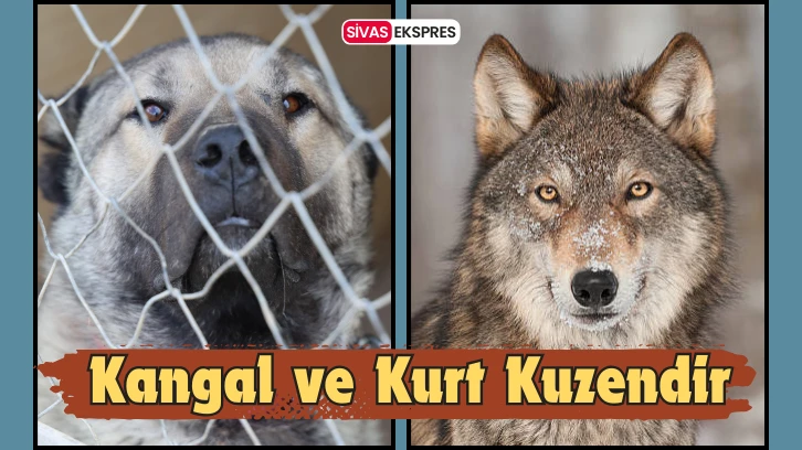 Kangal ve Kurt Kuzendir