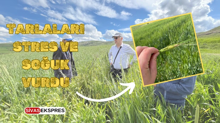 Sivas'ta Tarlaları Stres ve Soğuk Vurdu