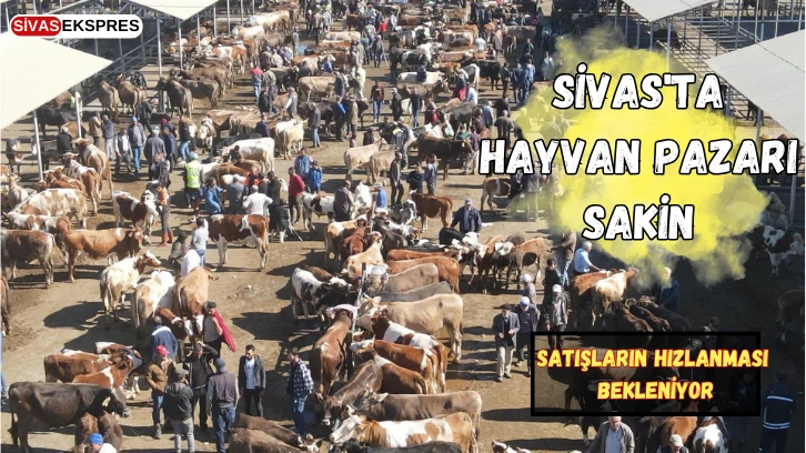 Sivas'ta Hayvan Pazarı Sakin