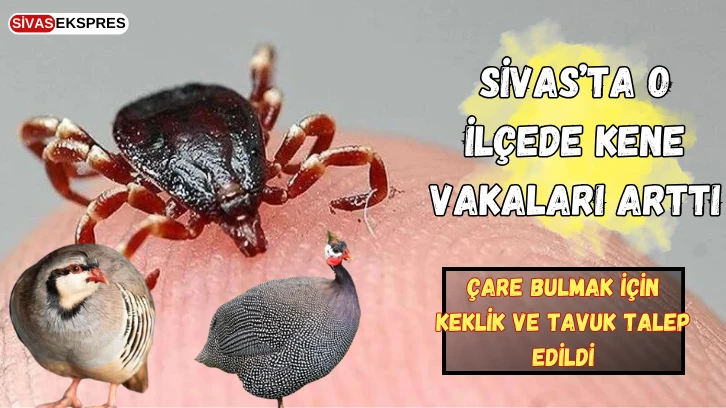 Sivas’ta O İlçede Kene Vakaları Arttı