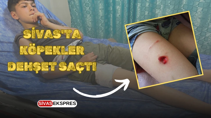Sivas'ta Köpekler Dehşet Saçtı