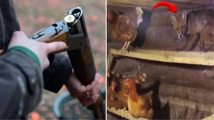 Tilki avı acı bitti!