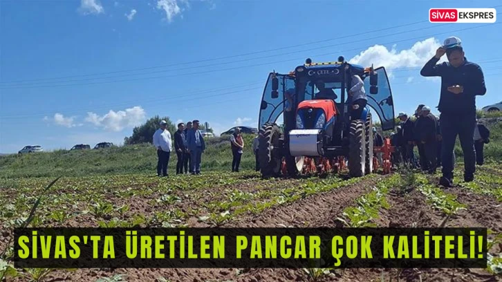 Sivas'ta Üretilen Pancar Çok Kaliteli!