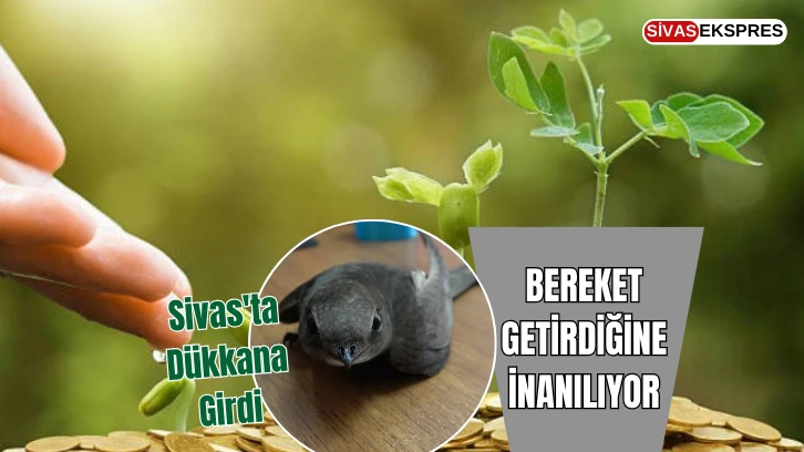 Bereket Getirdiğine İnanılıyor, Sivas'ta Dükkana Girdi