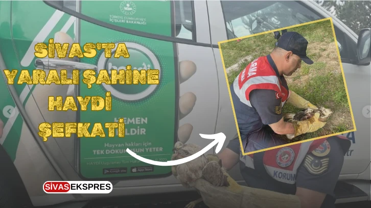 Sivas'ta Yaralı Şahine HAYDİ Şefkati