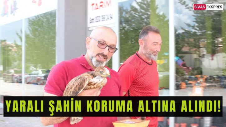 Yaralı Şahin Koruma Altına Alındı!