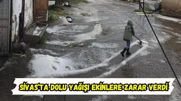 Sivas'ta Dolu Yağışı Ekinlere Zarar Verdi