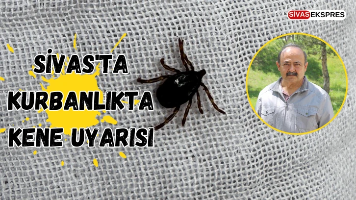 Sivas'ta Kurbanlıkta Kene Uyarısı