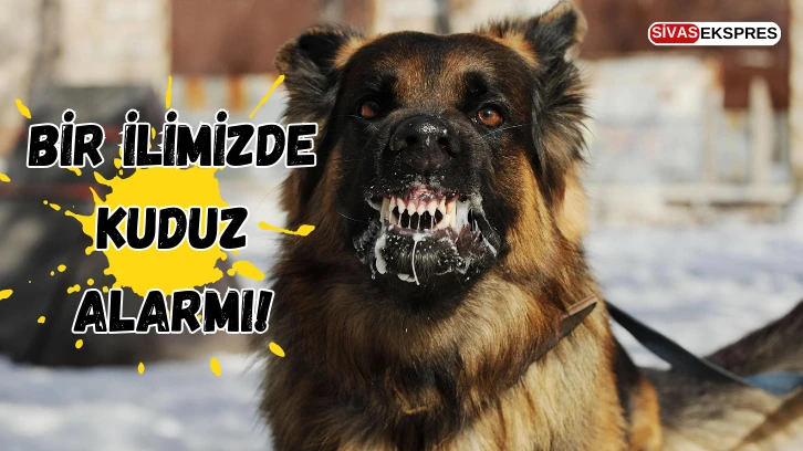 Bir İlimizde Kuduz Alarmı!