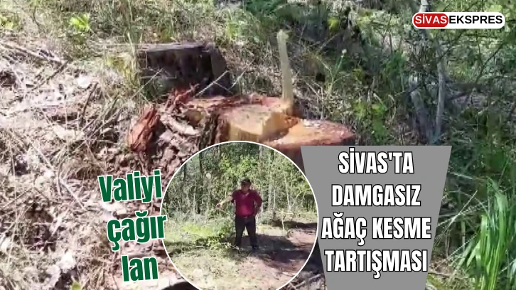 Sivas'ta Damgasız Ağaç Kesme Tartışması