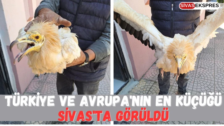 Türkiye ve Avrupa'nın En Küçüğü, Sivas'ta Görüldü