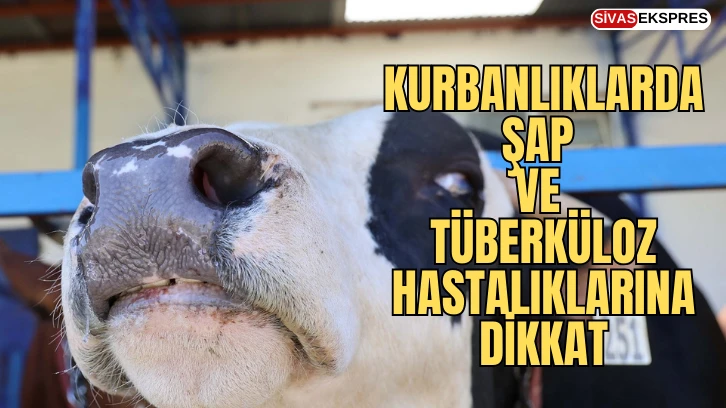 Kurbanlıklarda Şap ve Tüberküloz Hastalıklarına Dikkat!